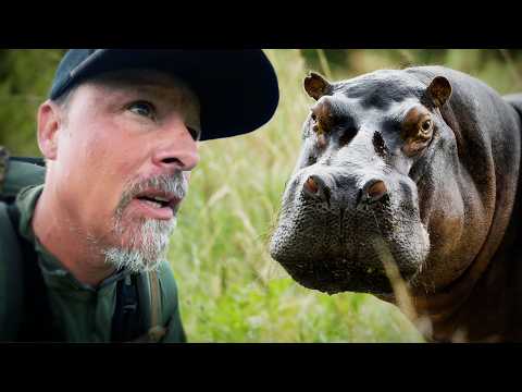 Close Calls With Africa's Most Dangerous Wildlife (Episode 4 of 4) — official film thumbnail