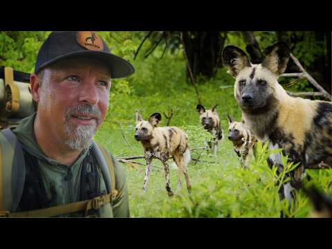 Face to Face With Painted Wolves in the African Wilderness (Episode 1 of 4) — official film thumbnail